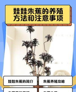 家里阳光不足怎么养花，选对植物种类，掌握养护技巧