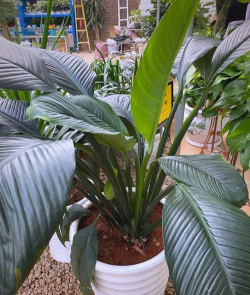 家里阳光不足怎么养花，选对植物种类，掌握养护技巧