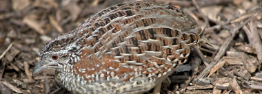 家里阳光不足怎么养花，选对植物种类，掌握养护技巧