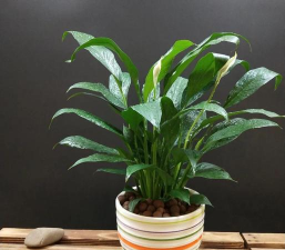 家里阳光不足怎么养花，选对植物种类，掌握养护技巧