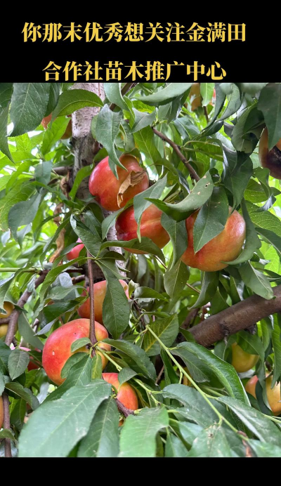 适合北方的桃树新品种有哪些