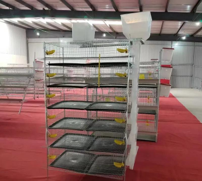 家里阳光不足怎么养花，选对植物种类，掌握养护技巧