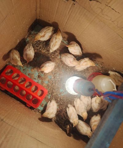 家里阳光不足怎么养花，选对植物种类，掌握养护技巧