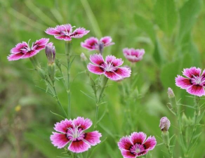 家里阳光不足怎么养花，选对植物种类，掌握养护技巧