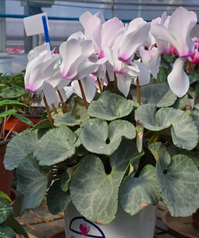 家里阳光不足怎么养花，选对植物种类，掌握养护技巧