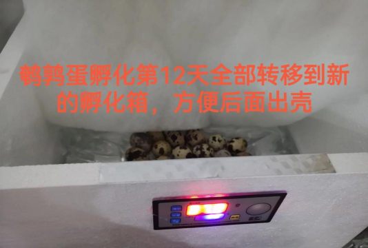 家里阳光不足怎么养花，选对植物种类，掌握养护技巧