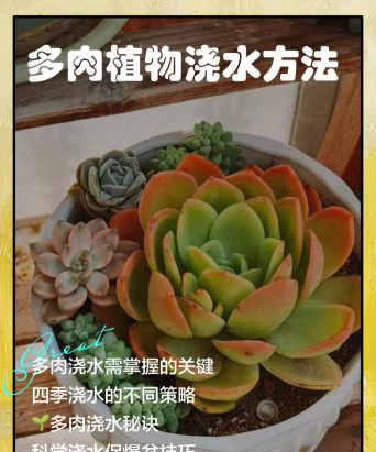 家里阳光不足怎么养花，选对植物种类，掌握养护技巧