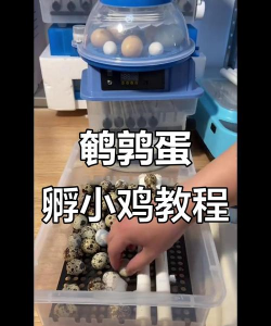 家里阳光不足怎么养花，选对植物种类，掌握养护技巧