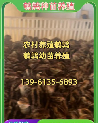 家里阳光不足怎么养花，选对植物种类，掌握养护技巧