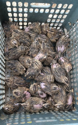 家里阳光不足怎么养花，选对植物种类，掌握养护技巧