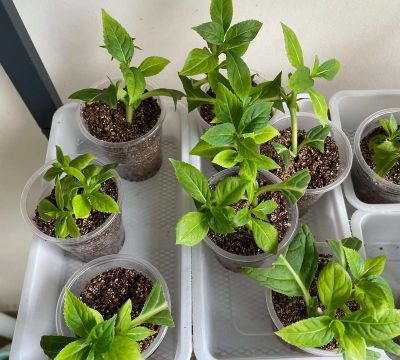 家里阳光不足怎么养花，选对植物种类，掌握养护技巧