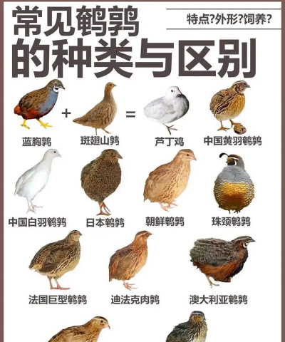 家里阳光不足怎么养花，选对植物种类，掌握养护技巧