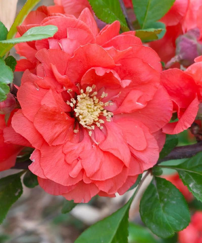 小众送妈妈的花有哪些花