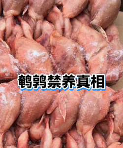 家里阳光不足怎么养花，选对植物种类，掌握养护技巧