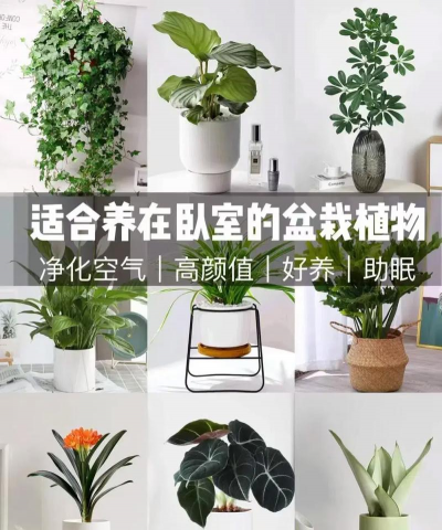 家里阳光不足怎么养花，选对植物种类，掌握养护技巧