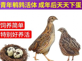 家里阳光不足怎么养花，选对植物种类，掌握养护技巧