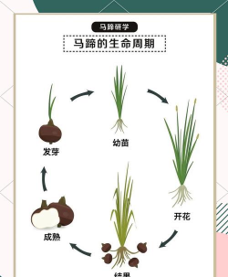 家里阳光不足怎么养花，选对植物种类，掌握养护技巧