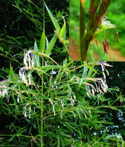 家里阳光不足怎么养花，选对植物种类，掌握养护技巧