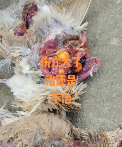 家里阳光不足怎么养花，选对植物种类，掌握养护技巧