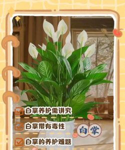 家里阳光不足怎么养花，选对植物种类，掌握养护技巧