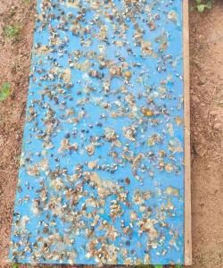 家里阳光不足怎么养花，选对植物种类，掌握养护技巧