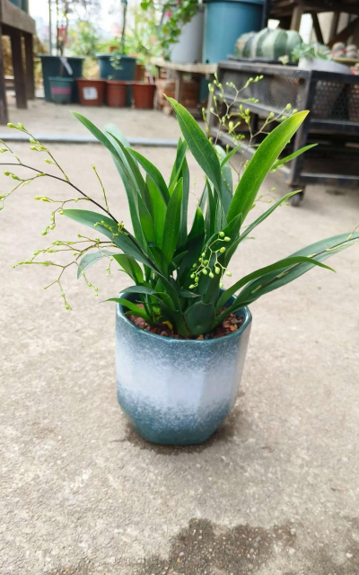 家里阳光不足怎么养花，选对植物种类，掌握养护技巧