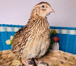 家里阳光不足怎么养花，选对植物种类，掌握养护技巧