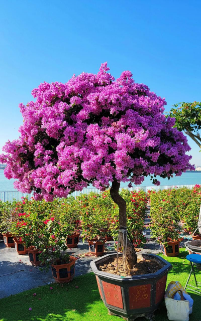 小众送妈妈的花有哪些花