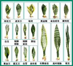 小众送妈妈的花有哪些花