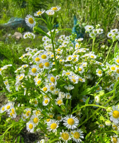 家里阳光不足怎么养花，选对植物种类，掌握养护技巧