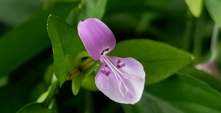 家里阳光不足怎么养花，选对植物种类，掌握养护技巧