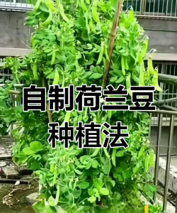 家里阳光不足怎么养花，选对植物种类，掌握养护技巧
