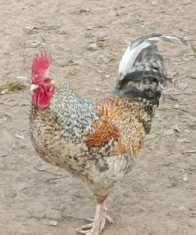 家里阳光不足怎么养花，选对植物种类，掌握养护技巧