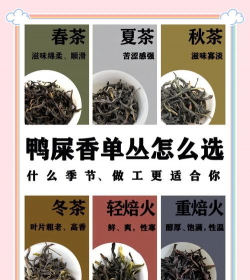 家里阳光不足怎么养花，选对植物种类，掌握养护技巧