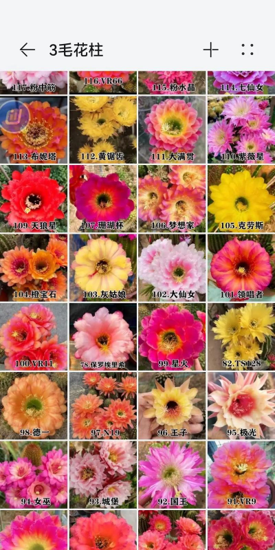 小众送妈妈的花有哪些花