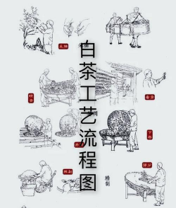 家里阳光不足怎么养花，选对植物种类，掌握养护技巧