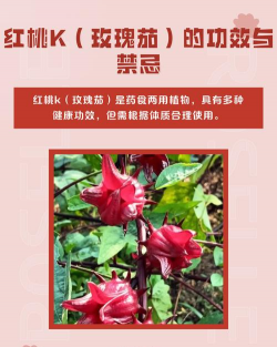 家里阳光不足怎么养花，选对植物种类，掌握养护技巧
