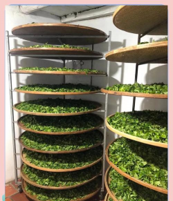 家里阳光不足怎么养花，选对植物种类，掌握养护技巧