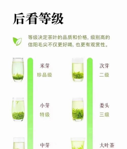 家里阳光不足怎么养花，选对植物种类，掌握养护技巧