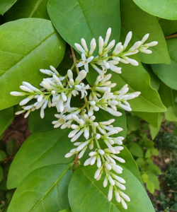 家里阳光不足怎么养花，选对植物种类，掌握养护技巧