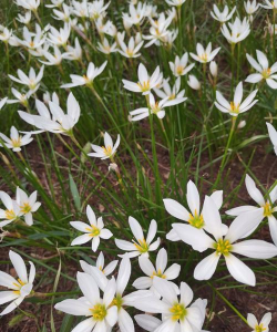 小众送妈妈的花有哪些花