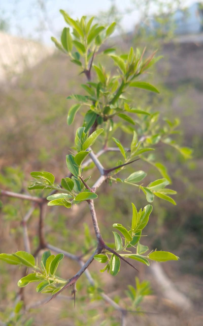家里阳光不足怎么养花，选对植物种类，掌握养护技巧