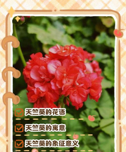 家里阳光不足怎么养花，选对植物种类，掌握养护技巧