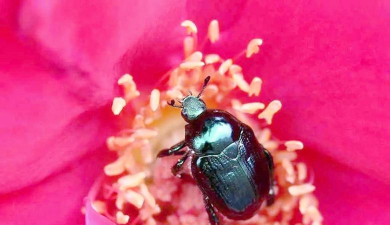 家里阳光不足怎么养花，选对植物种类，掌握养护技巧