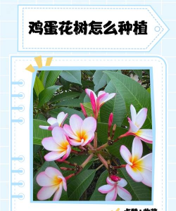 家里阳光不足怎么养花，选对植物种类，掌握养护技巧