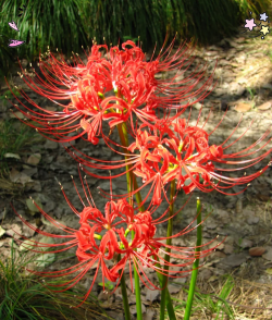 家里阳光不足怎么养花，选对植物种类，掌握养护技巧