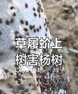 家里阳光不足怎么养花，选对植物种类，掌握养护技巧