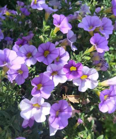 小众送妈妈的花有哪些花