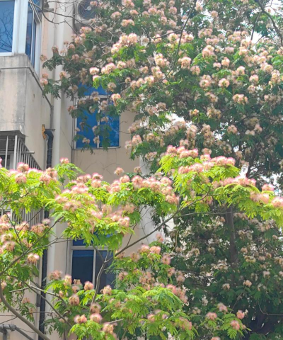 家里阳光不足怎么养花，选对植物种类，掌握养护技巧