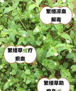 家里阳光不足怎么养花，选对植物种类，掌握养护技巧